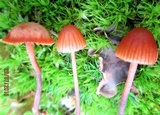 Galerina hypnorum image