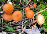 Galerina hypnorum image