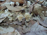 Lentaria micheneri image