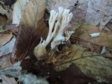 Lentaria micheneri image
