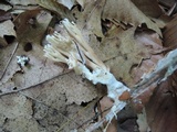Lentaria micheneri image