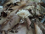 Lentaria micheneri image