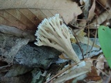 Lentaria micheneri image