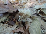 Lentaria micheneri image