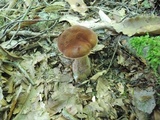 Tylopilus plumbeoviolaceus image