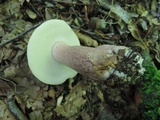 Tylopilus plumbeoviolaceus image