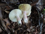 Russula vinosobrunnea image