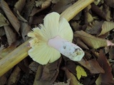 Russula vinosobrunnea image