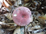 Russula vinosobrunnea image