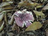 Russula vinosobrunnea image