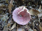 Russula vinosobrunnea image