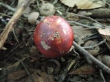 Russula vinacea image