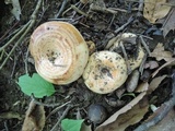 Lactarius psammicola f. glaber image