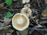 Lactarius psammicola image