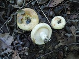Lactarius psammicola f. glaber image