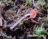 Atheniella adonis image