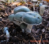 Stropharia caerulea image