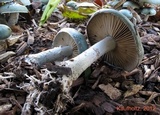 Stropharia caerulea image