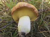 Suillus brevipes image