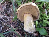 Suillus tomentosus image