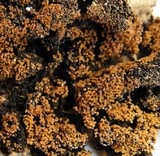Nectria peziza image