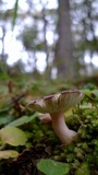 Russula nothofaginea image