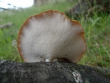 Polyporus gayanus image