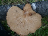 Polyporus gayanus image