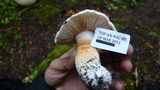 Cortinarius effundens image