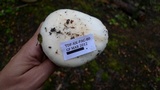 Cortinarius effundens image