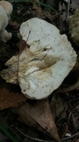 Tylopilus rubrobrunneus image