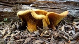 Austropaxillus statuum image