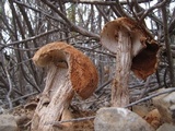 Battarrea phalloides image