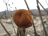 Battarrea phalloides image