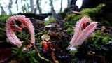 Laternea pusilla image