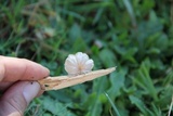 Marasmiellus alliiodorus image