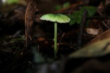 Entoloma incanum image