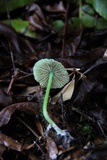 Entoloma incanum image