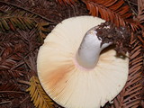 Russula olivacea image