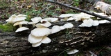 Pleurotus pulmonarius image