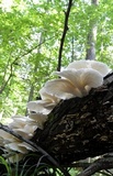 Pleurotus pulmonarius image