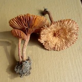 Lactarius areolatus image