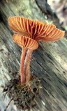 Lactarius areolatus image