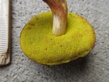 Aureoboletus auriporus image