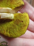 Aureoboletus auriporus image