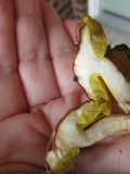 Aureoboletus auriporus image