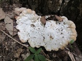 Tyromyces chioneus image