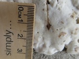 Tyromyces chioneus image