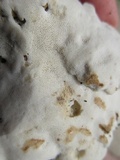 Tyromyces chioneus image