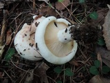 Lactarius controversus image